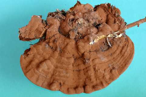 Ganoderma australe? (Ganoderma adspersum)